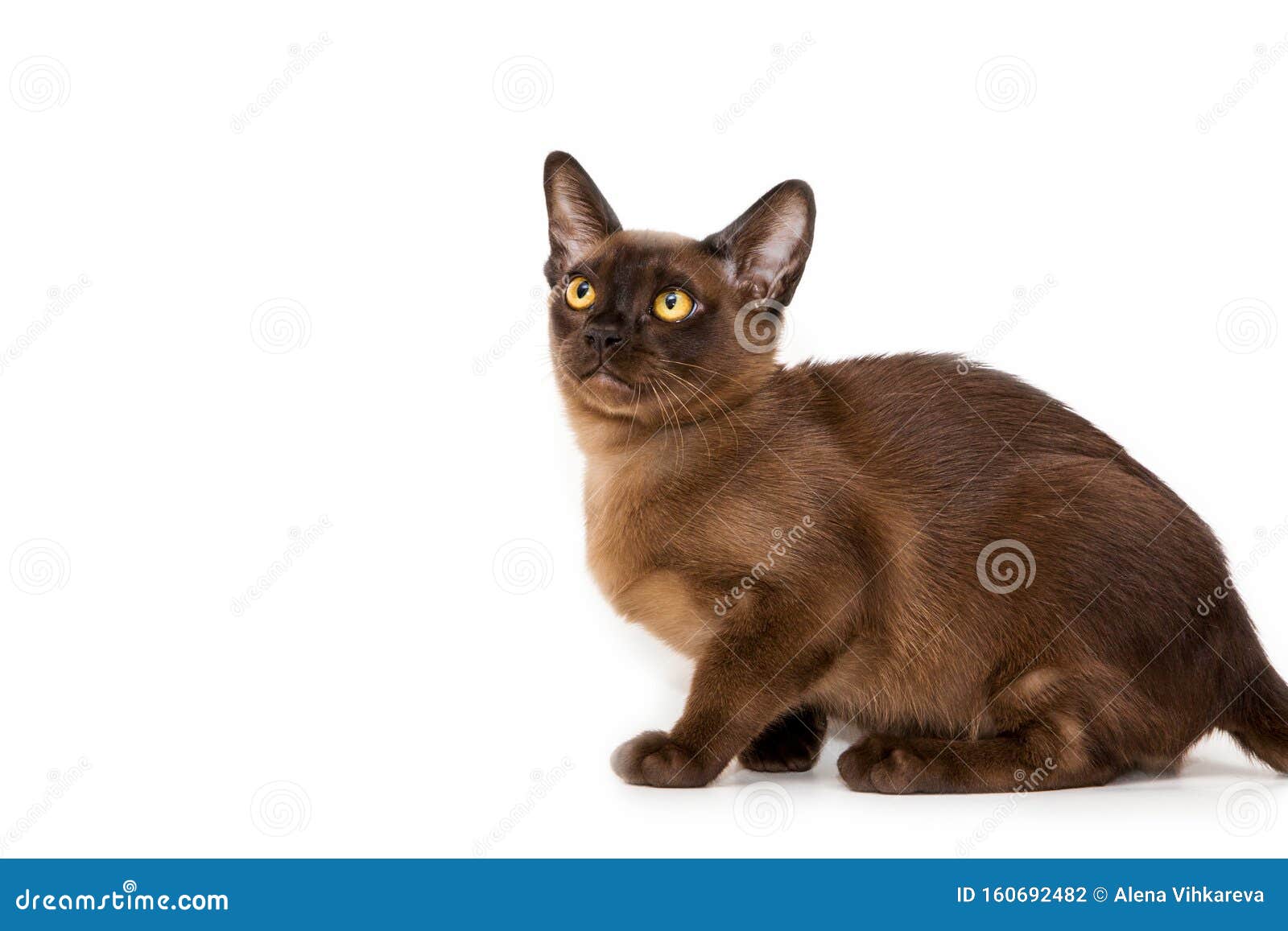 Burmese Cat. Cute Playful Chocolatecolored Kitten. on White Background