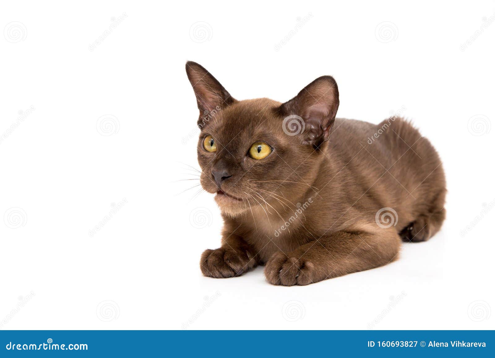 Burmese Cat. Cute Playful Chocolatecolored Kitten. On White Background