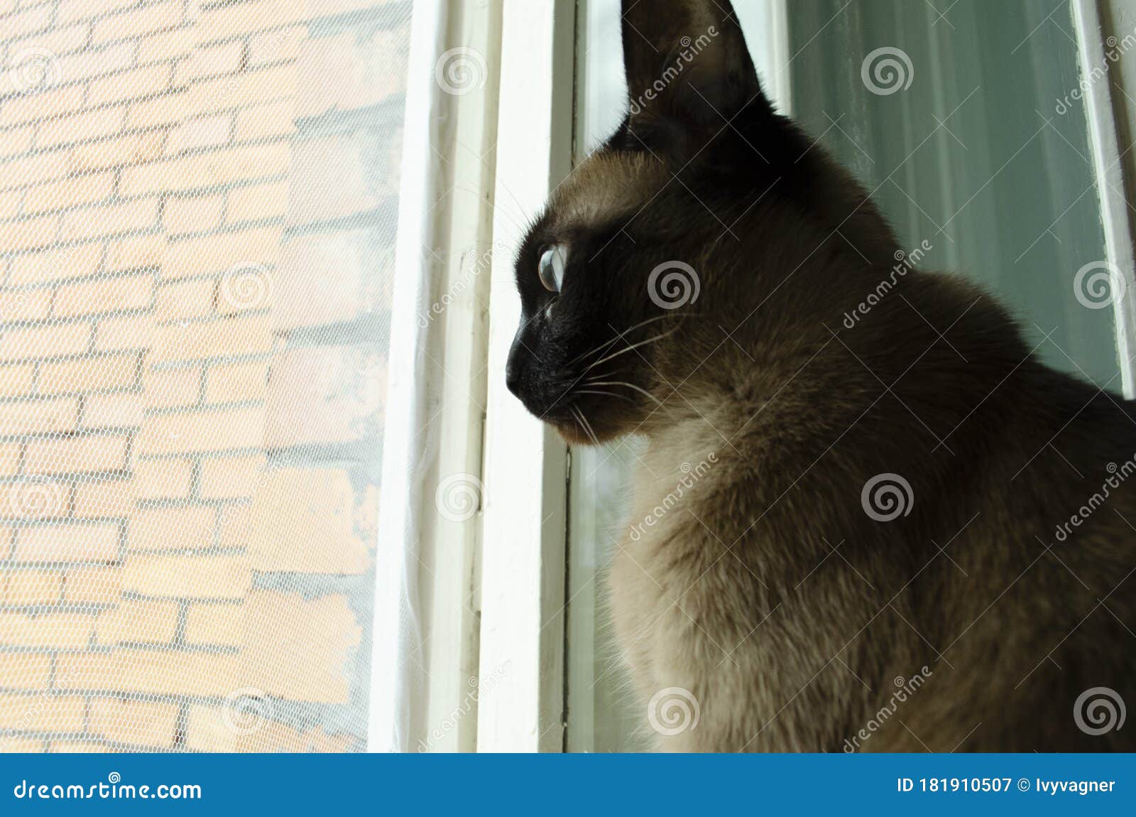 Burmese Cat Sitting At Home And Looking At Window Stock Image Image Of Siamese Blue 181910507