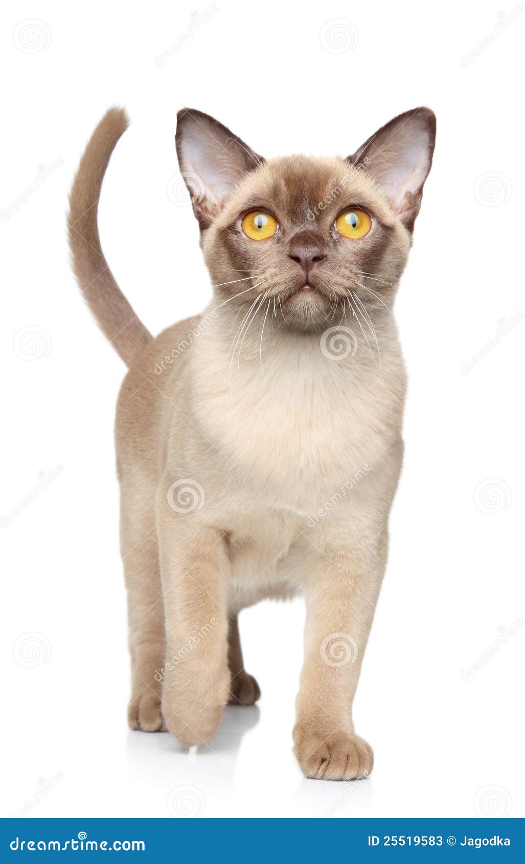 burmese cat on white background