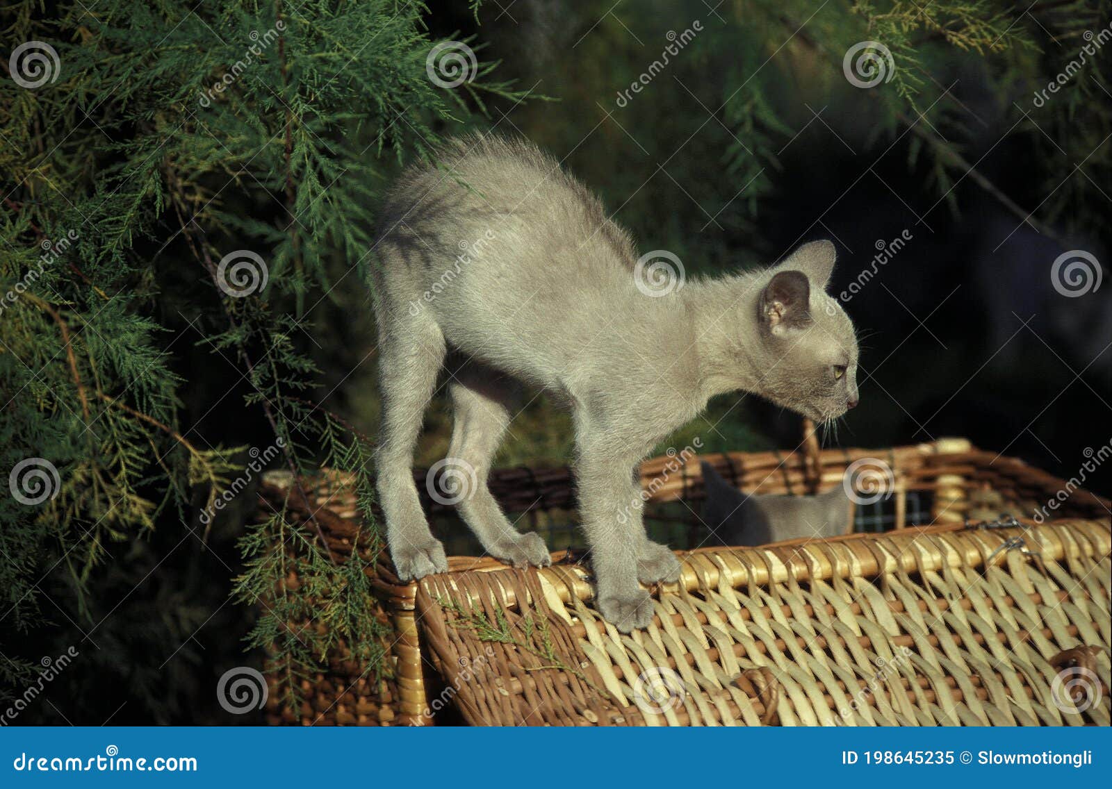 Burmese Domestic Cat, Kitten with Arched Back in Defensive Pose Stock
