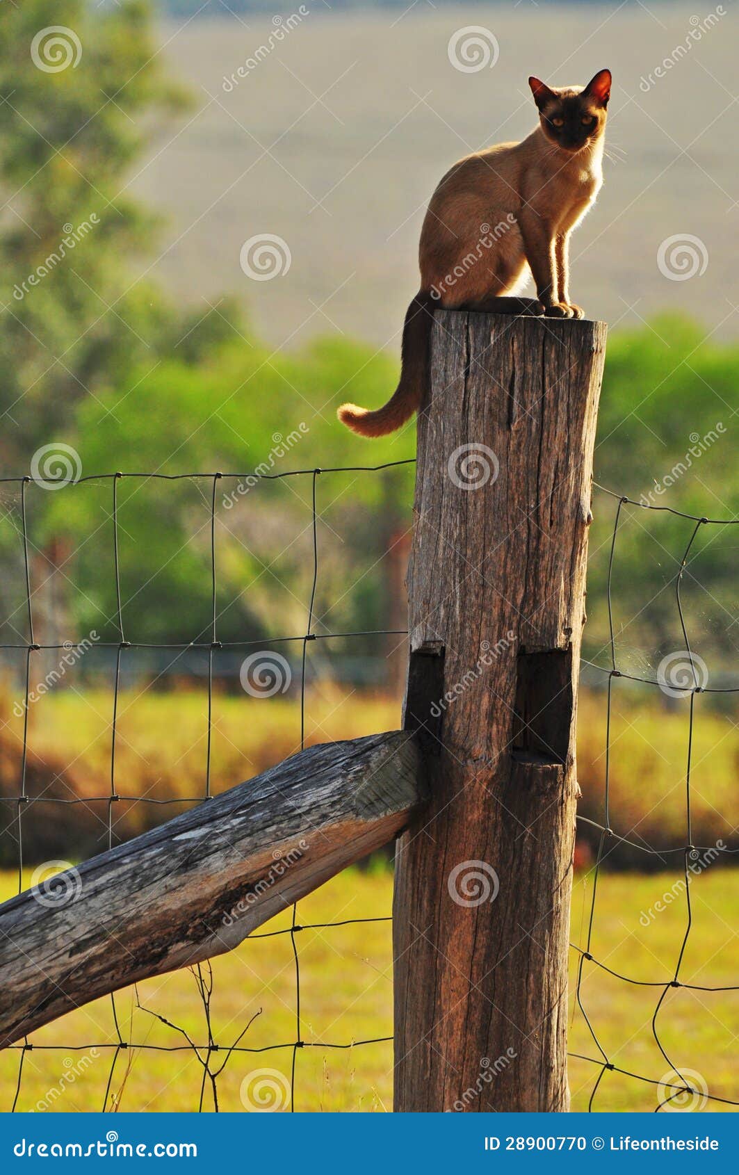 burmese farm cat sitting on top of fence post
