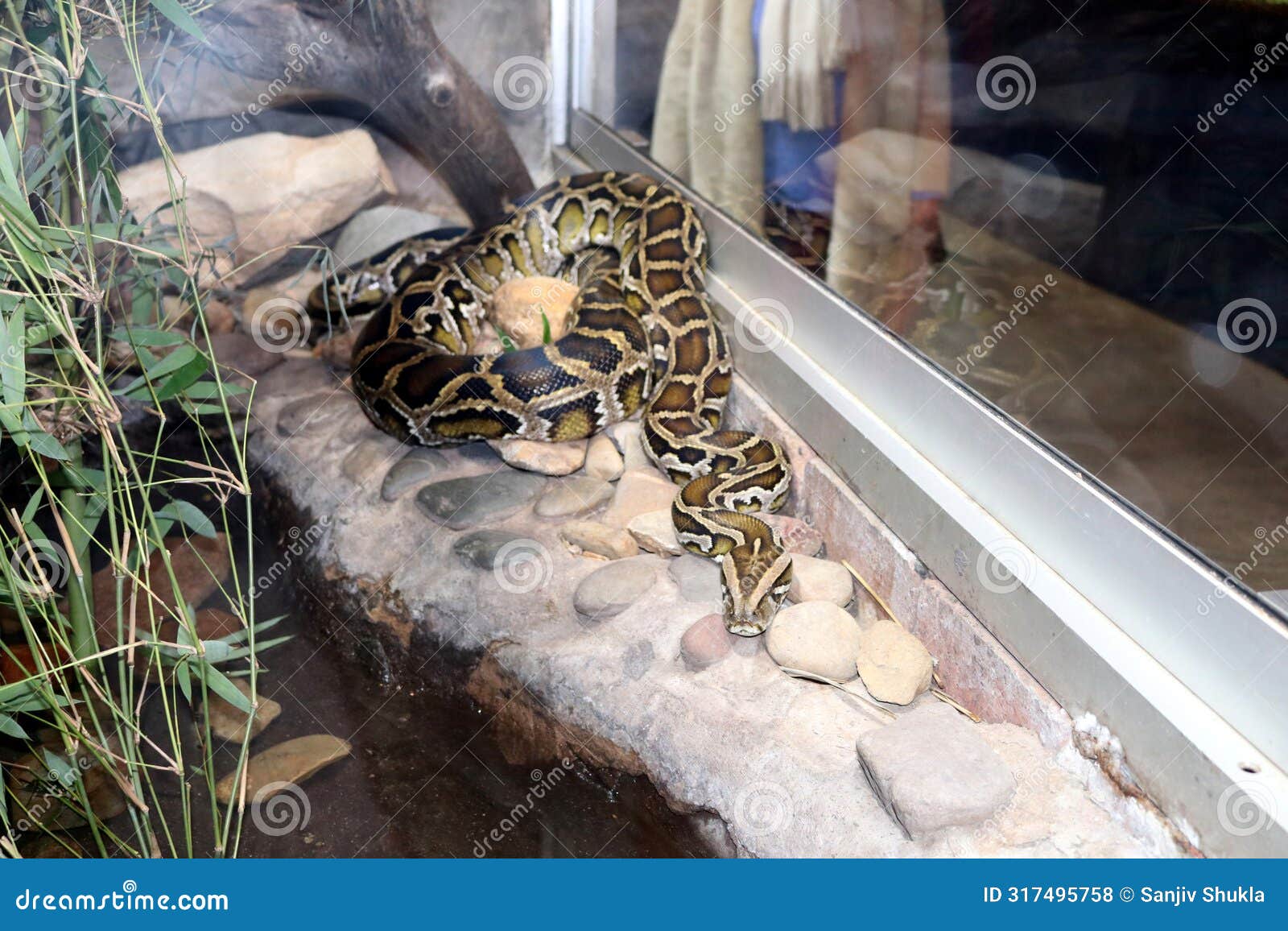 burmese python (python bivittatus) resting among rocks in a zoo : (pix sanjiv shukla)