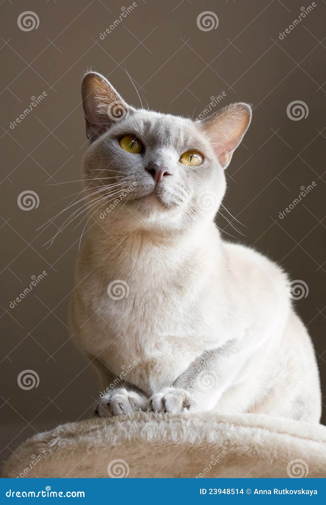 Burmese shorthair cat stock photo. Image of cute, male - 23948514