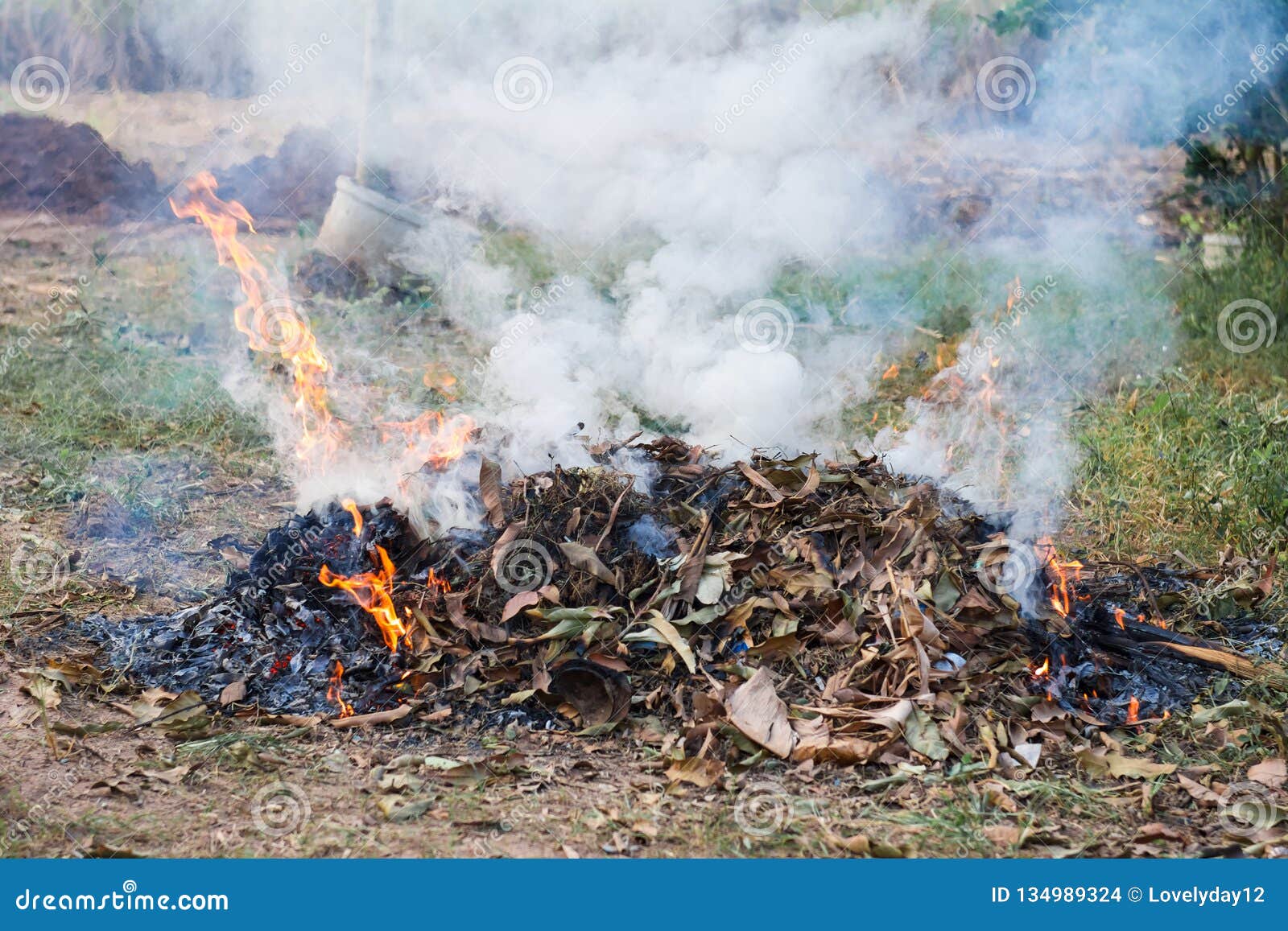 Burn fire dry leaf stock photo. Image of leaves, natural 134989324