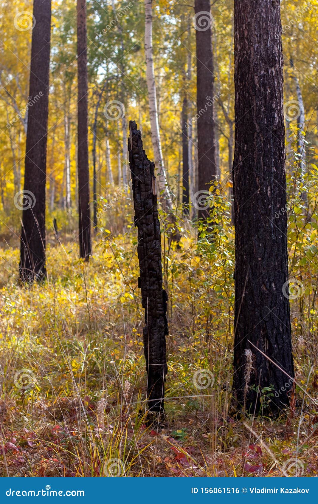 Burned Black Pine Trees in a Forest after a Fire Stock Photo Image of