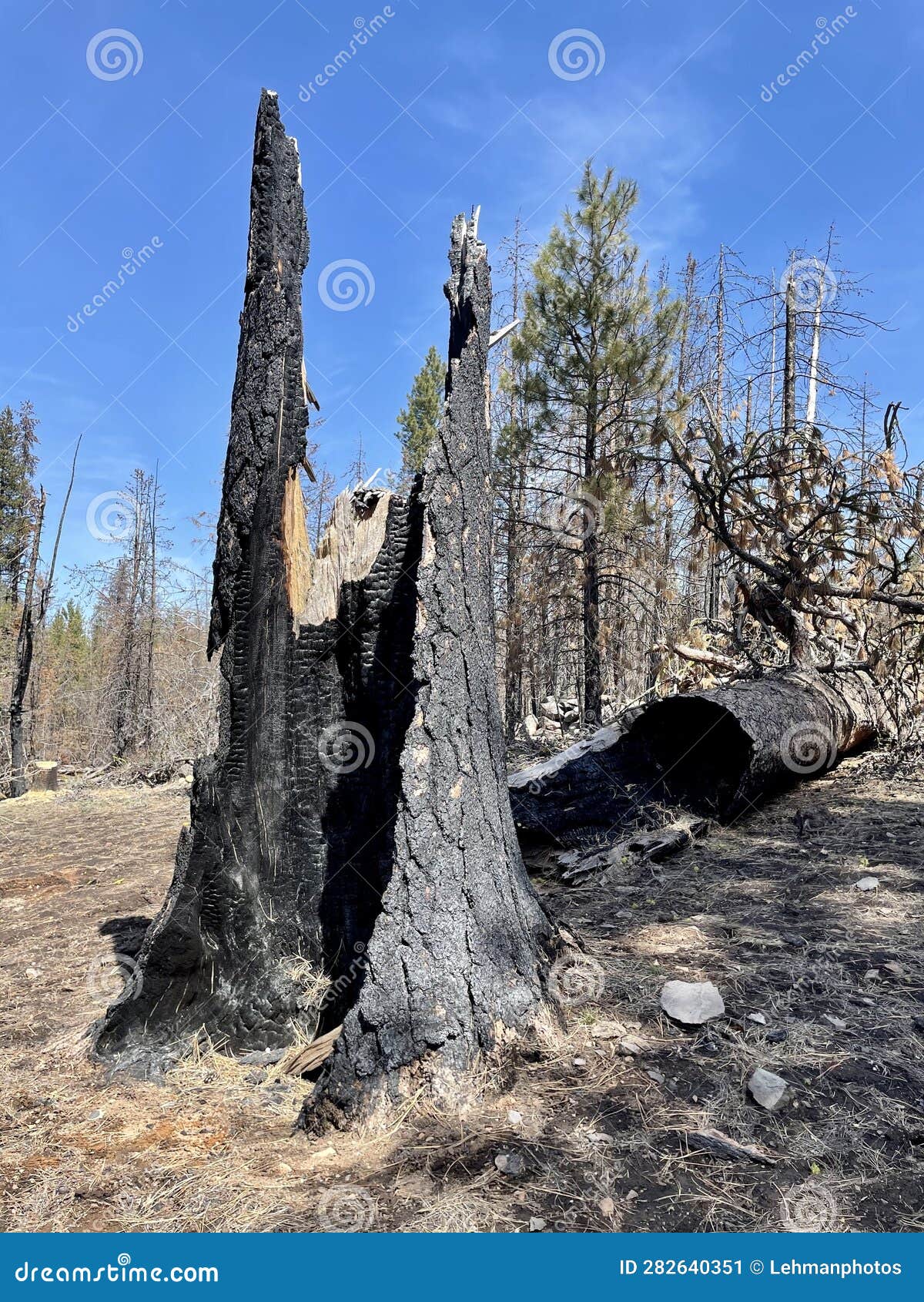 burned tree wildfire forest view