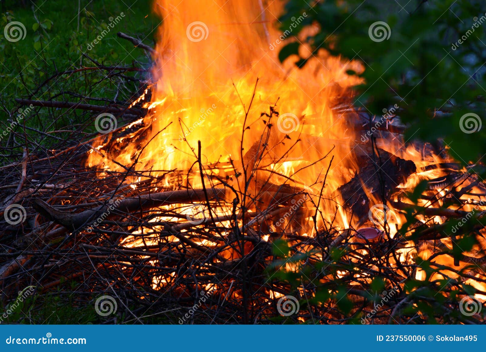 Burning Branches in a Fire. a Bonfire is Burning in the Forest Stock ...