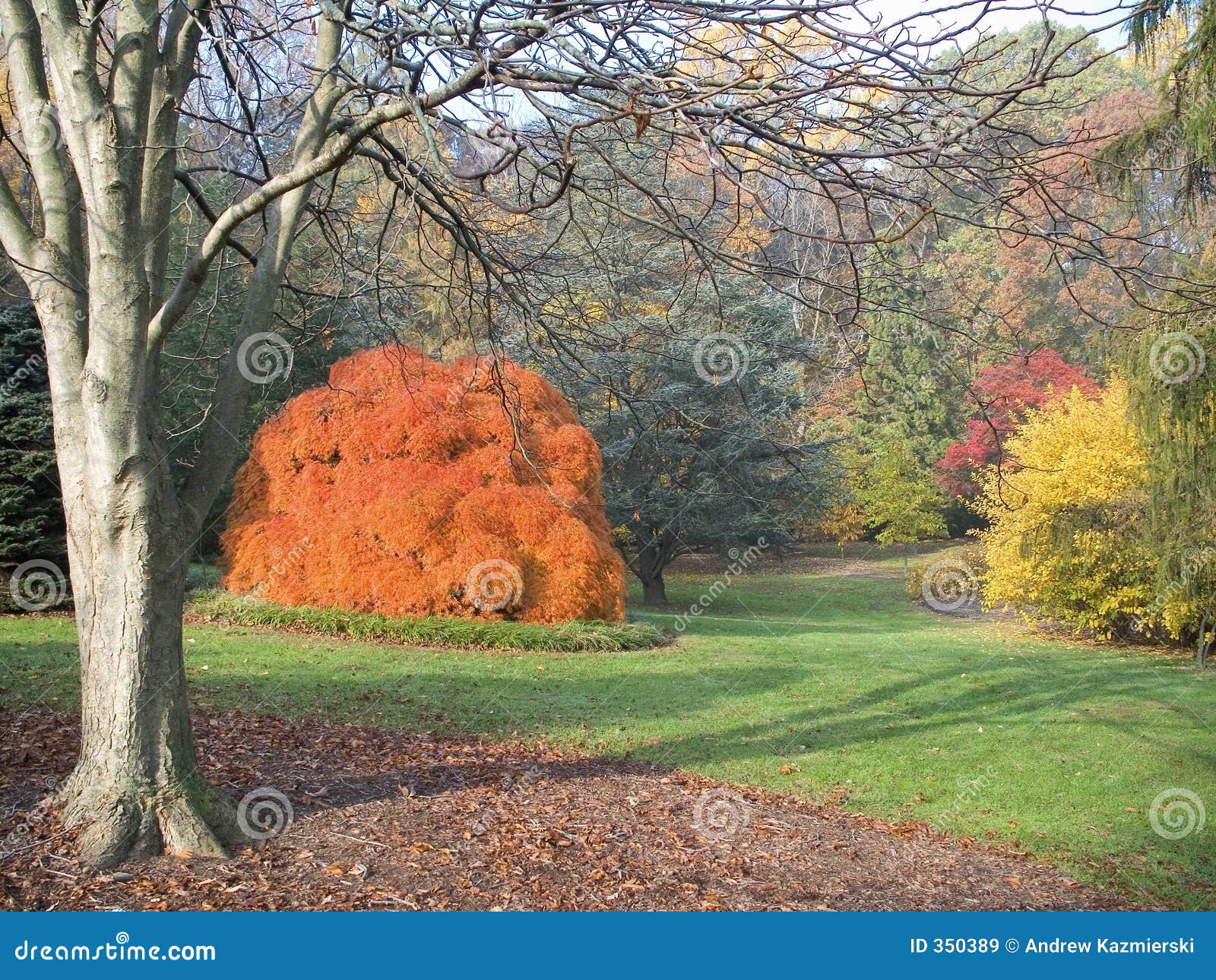 burning bush