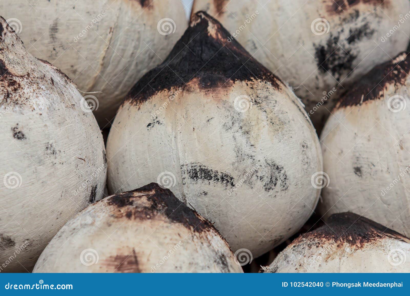 Burning Coconut Fruit for Eat and Drinking. Stock Photo Image of