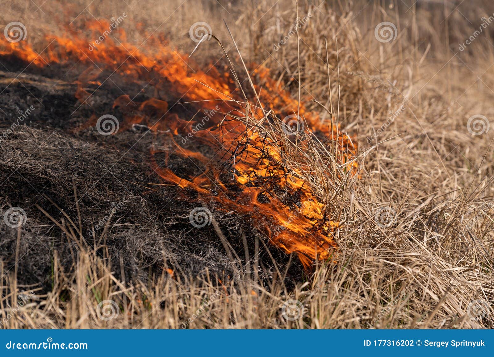 Burning Dry Grass and Reeds. Cleaning the Fields and Ditches of the