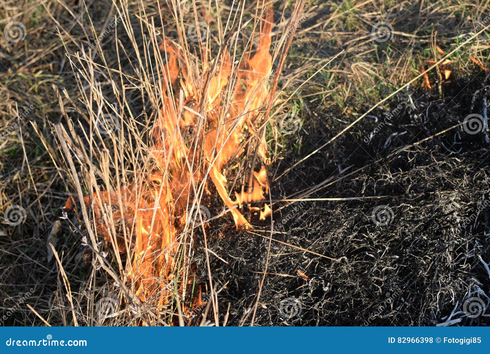 Burning Dry Grass and Reeds. Cleaning the Fields and Ditches of the