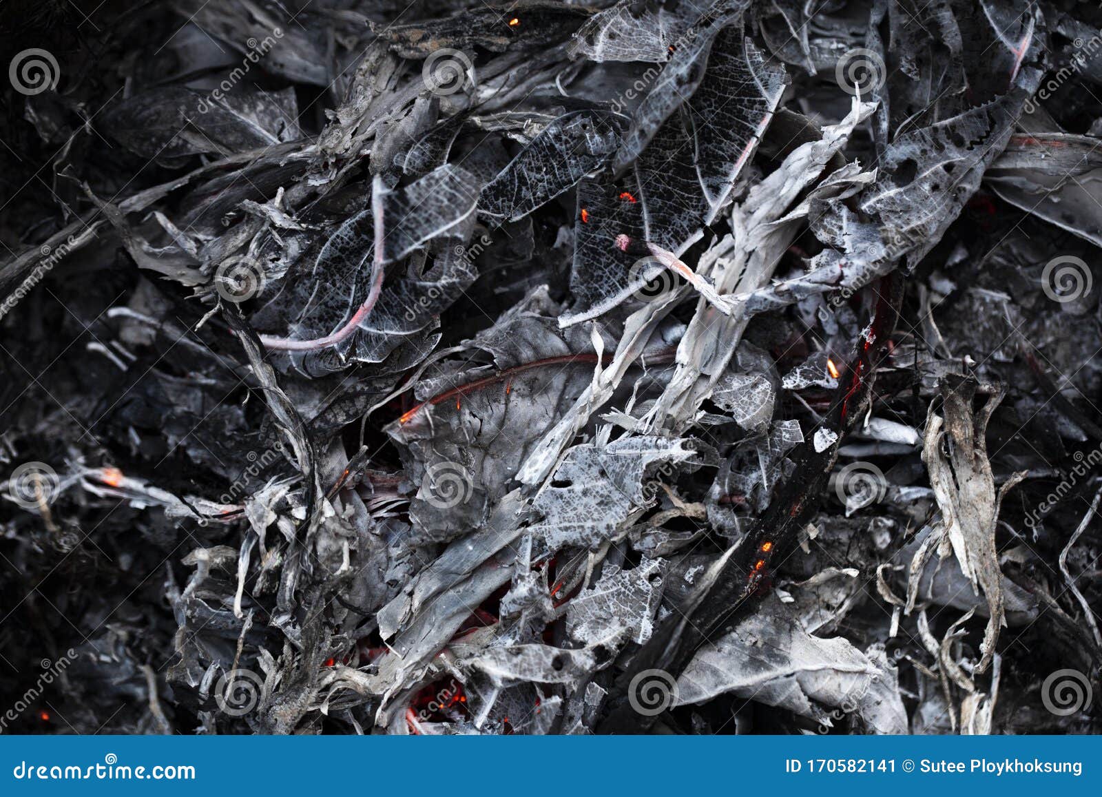 Burning Fire of Dried Leaves Stock Image Image of energy, ecology