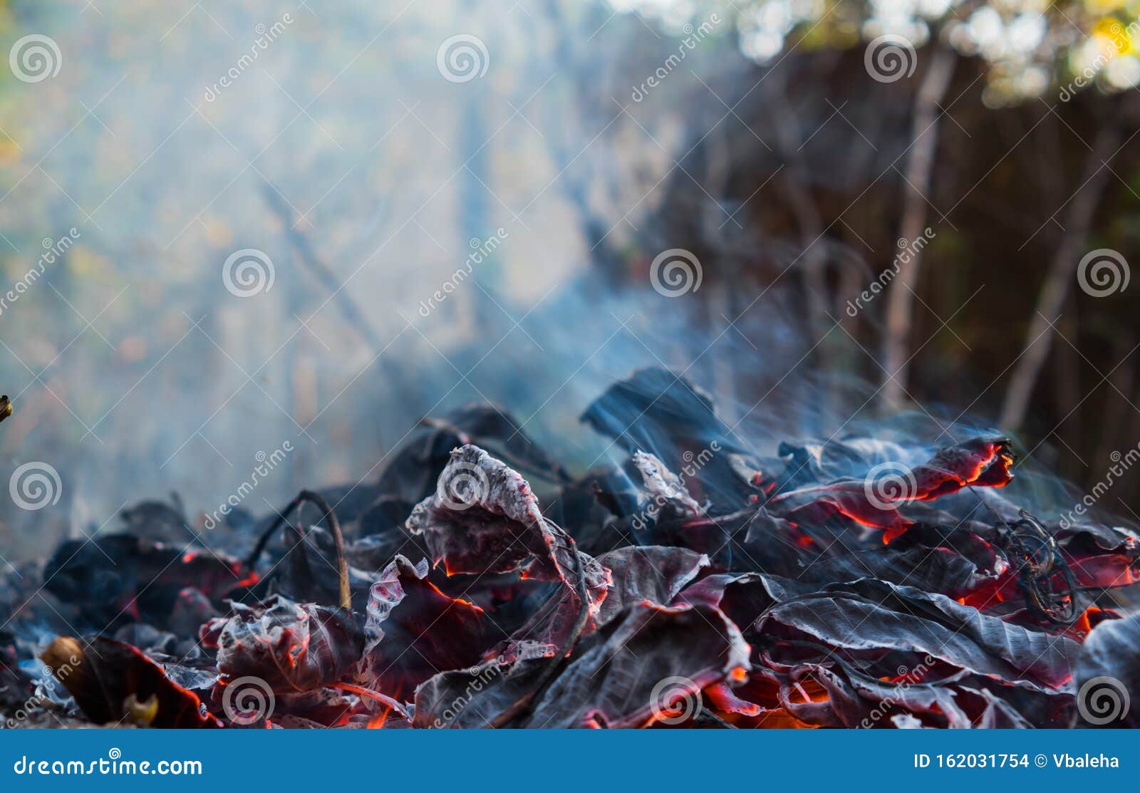 Burning Fire of Dried Leaves Stock Photo Image of illegal, burnt