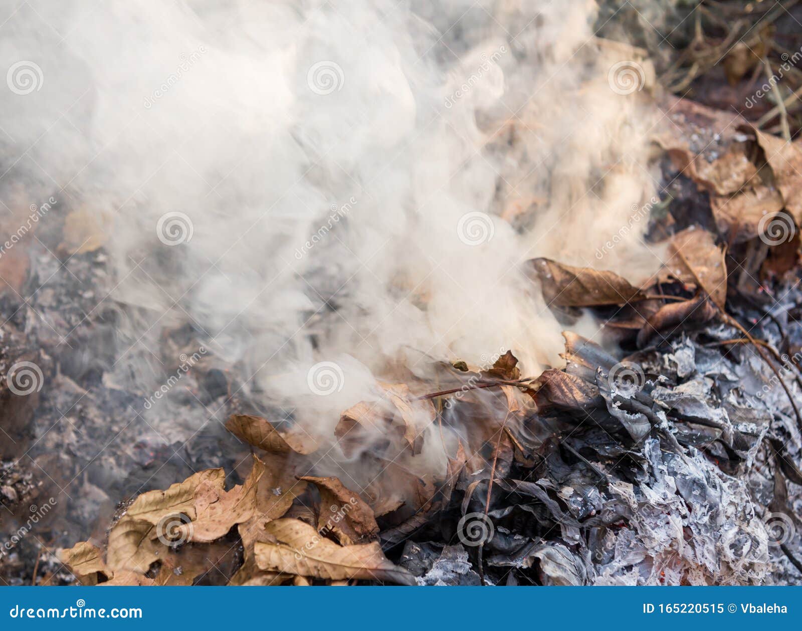 Burning Fire of Dried Leaves. Flames and Smoke from Burning Leaves