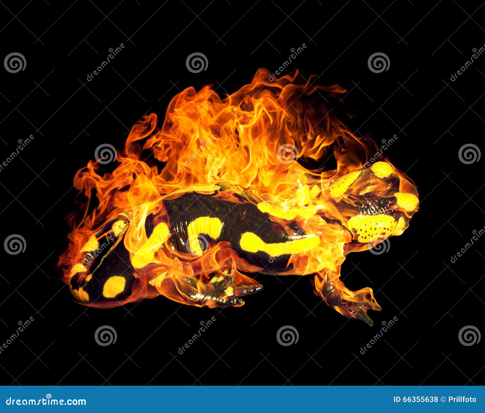 Burning fire salamander stock photo. Image of animal 66355638