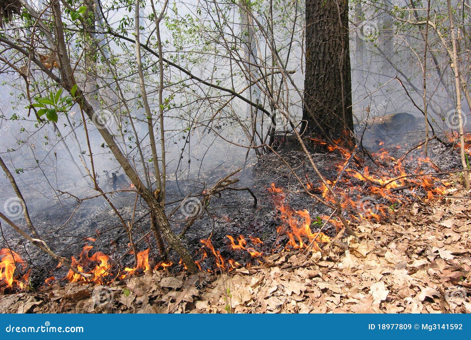 Burning leaves stock image. Image of ashes, fire, burns 18977809