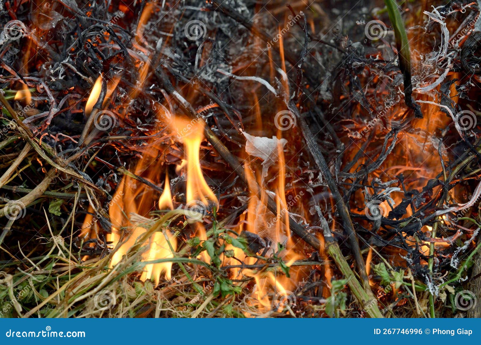 Burning leaves & smoke stock photo. Image of smoke 267746996