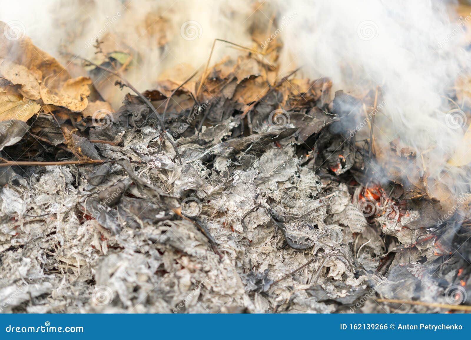 Burning Leaves. Fire in the Forest Stock Photo Image of abstract