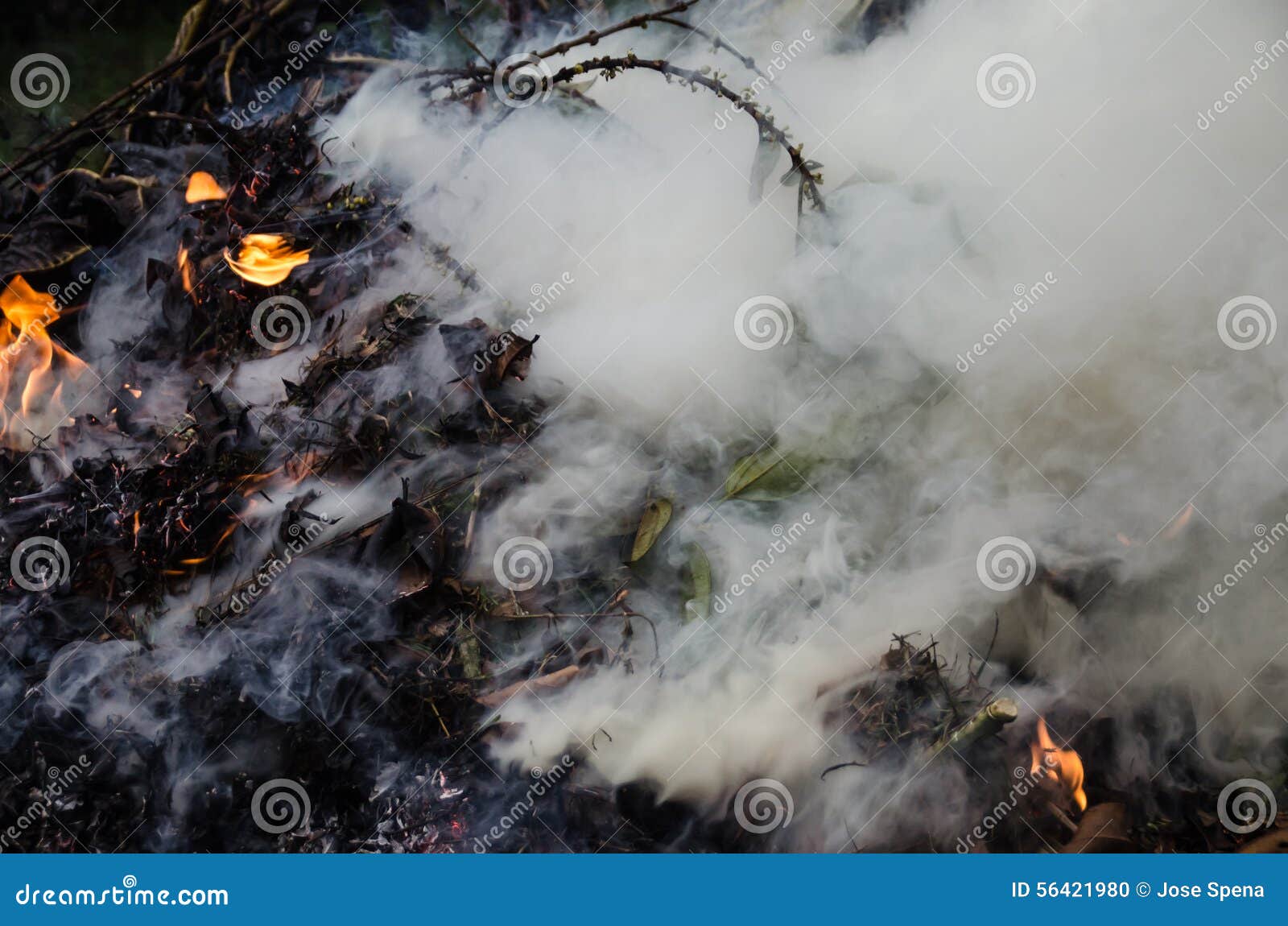 The Burning Of Leaves Causes Environmental Pollution Stock Photo