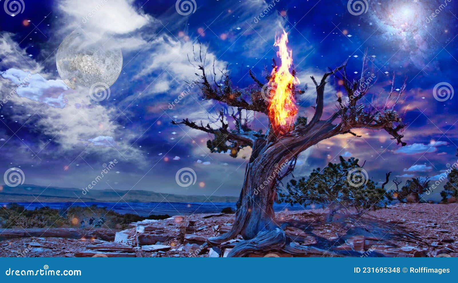 Burning old tree stock footage. Video of natural, drought 231695348