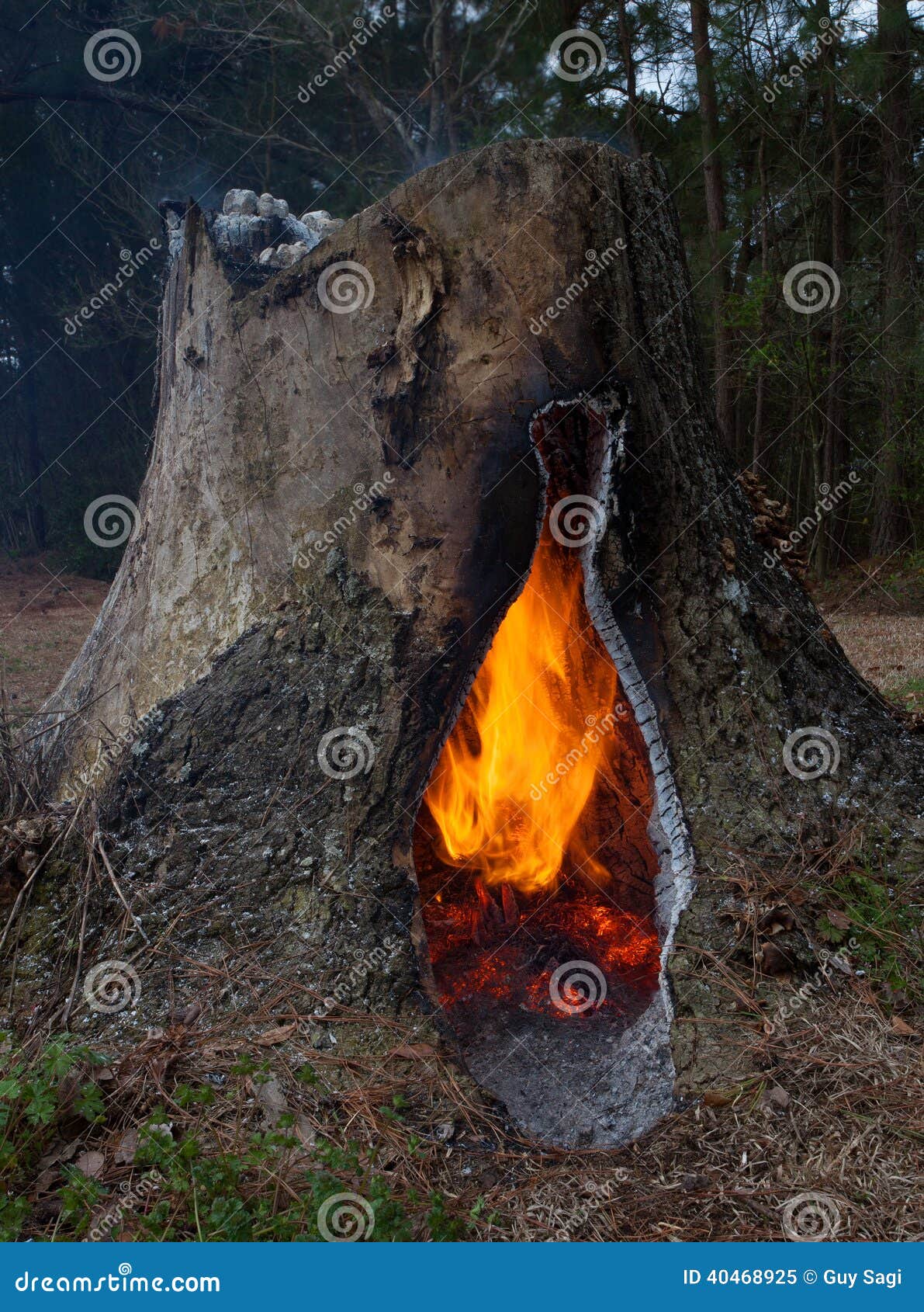Burning wood stock image. Image of pine, orange, stump 40468925