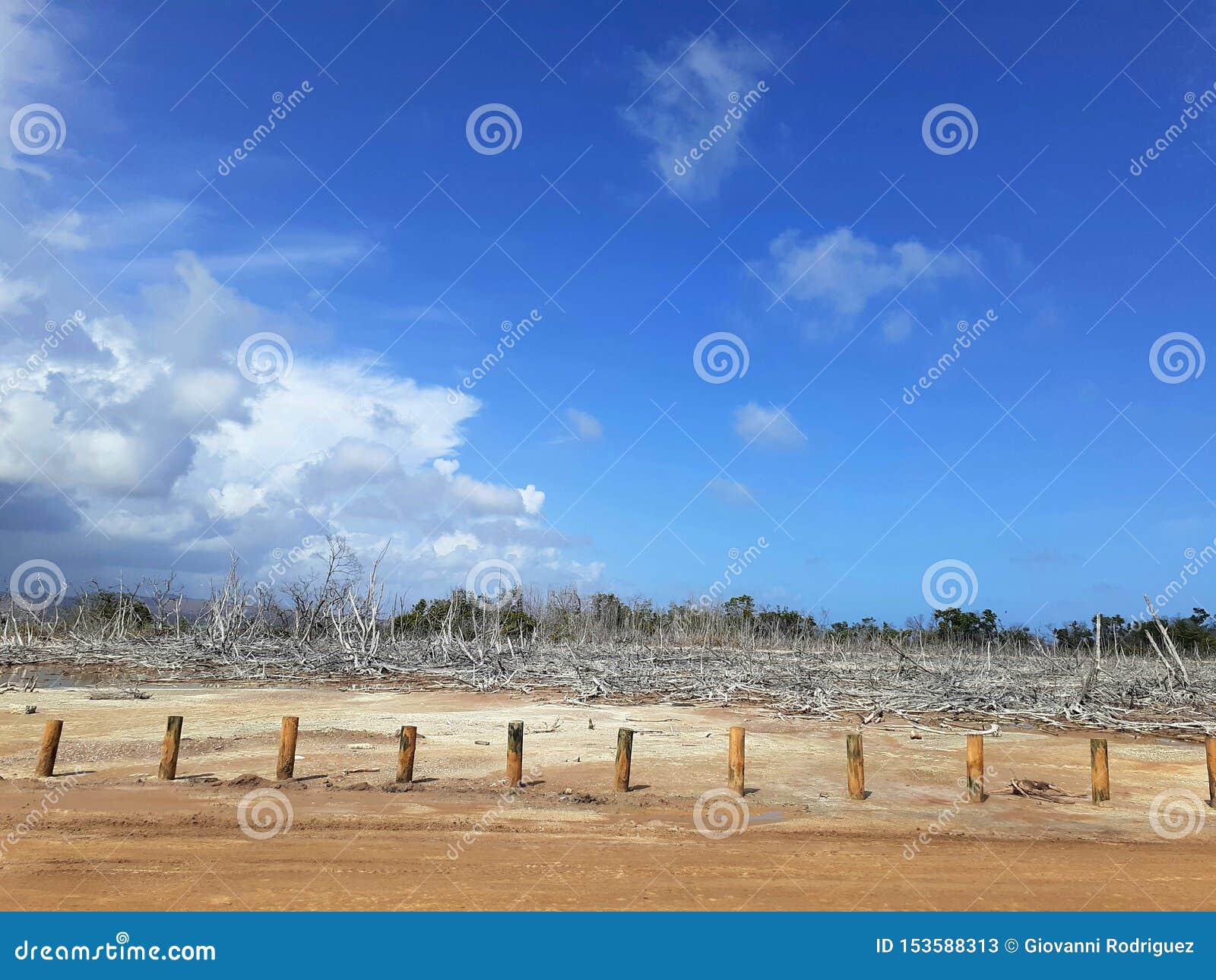 burnt down forest in las salinas, puerto rico