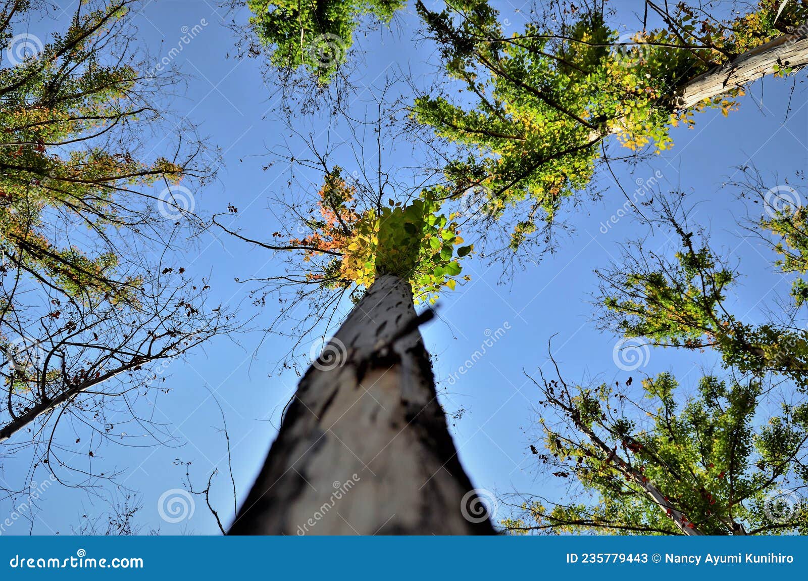 burnt eucalyptus trunks with new leaf sprouts