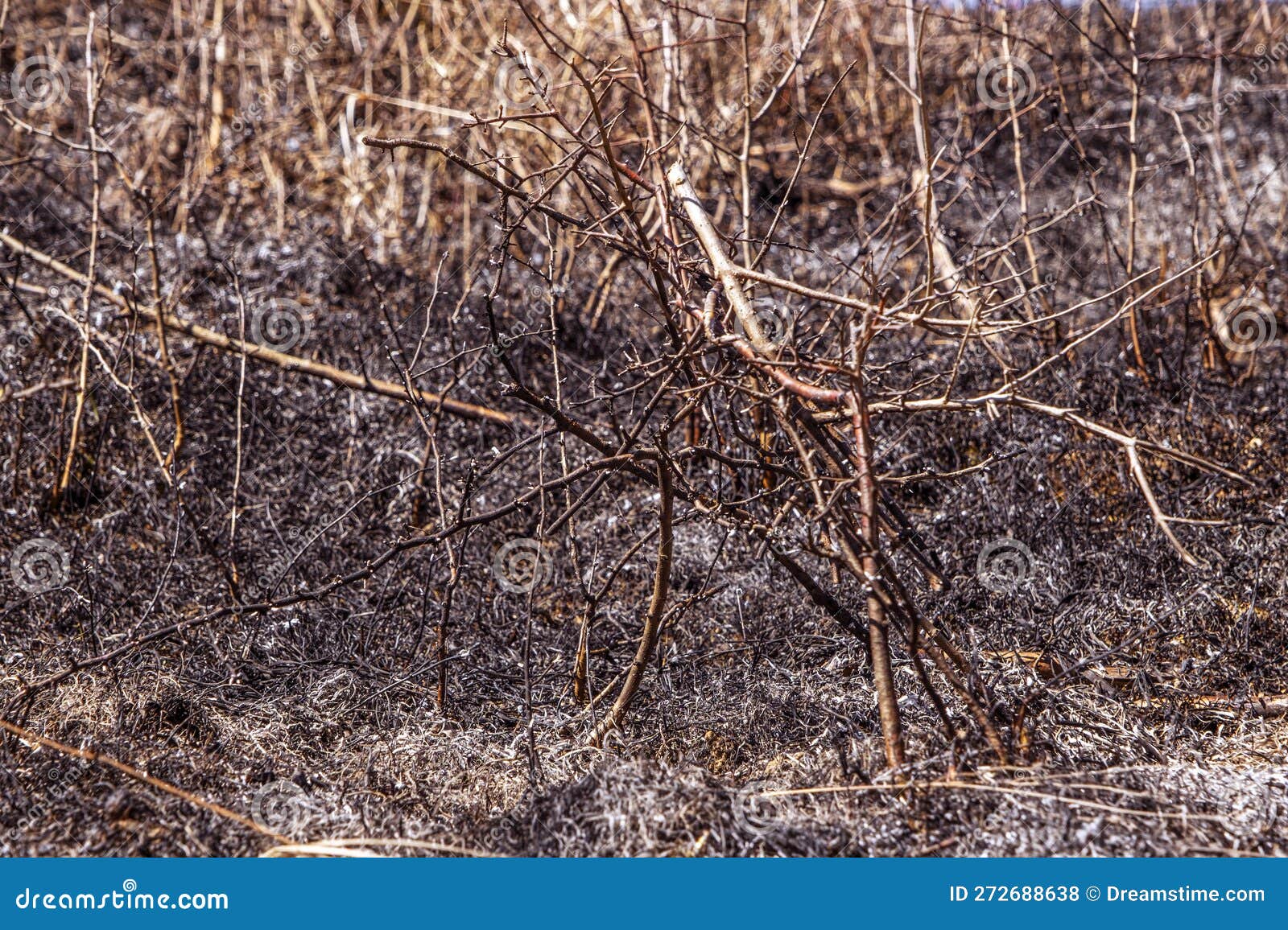 Burnt Forest Floor Undergrowth with Grass and Ash Stock Photo Image