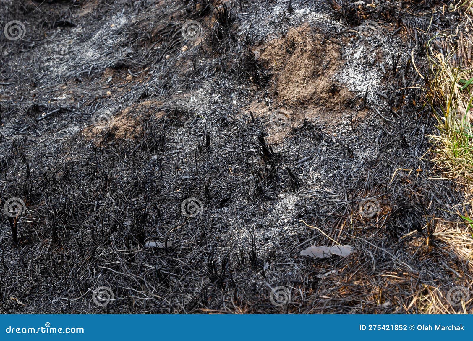 Burnt Forest Floor Undergrowth with Grass and Ash, Forest Fire. Burning
