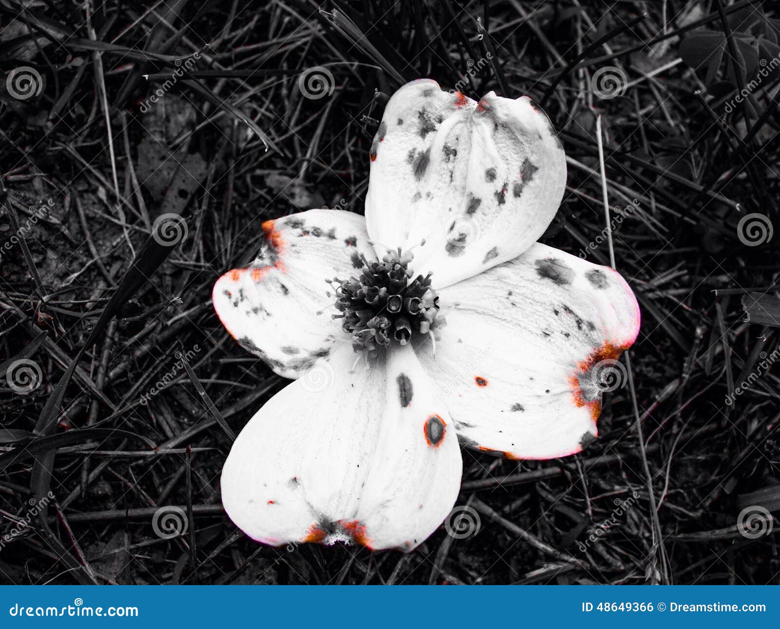 Burnt stock photo. Image of nature, beautiful, found 48649366