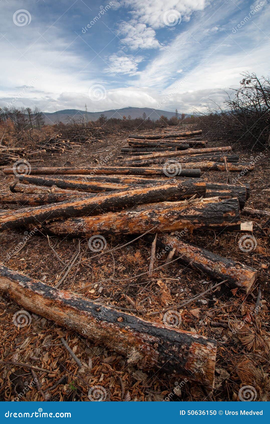Burnt logs stock photo. Image of forest, dried, burn 50636150