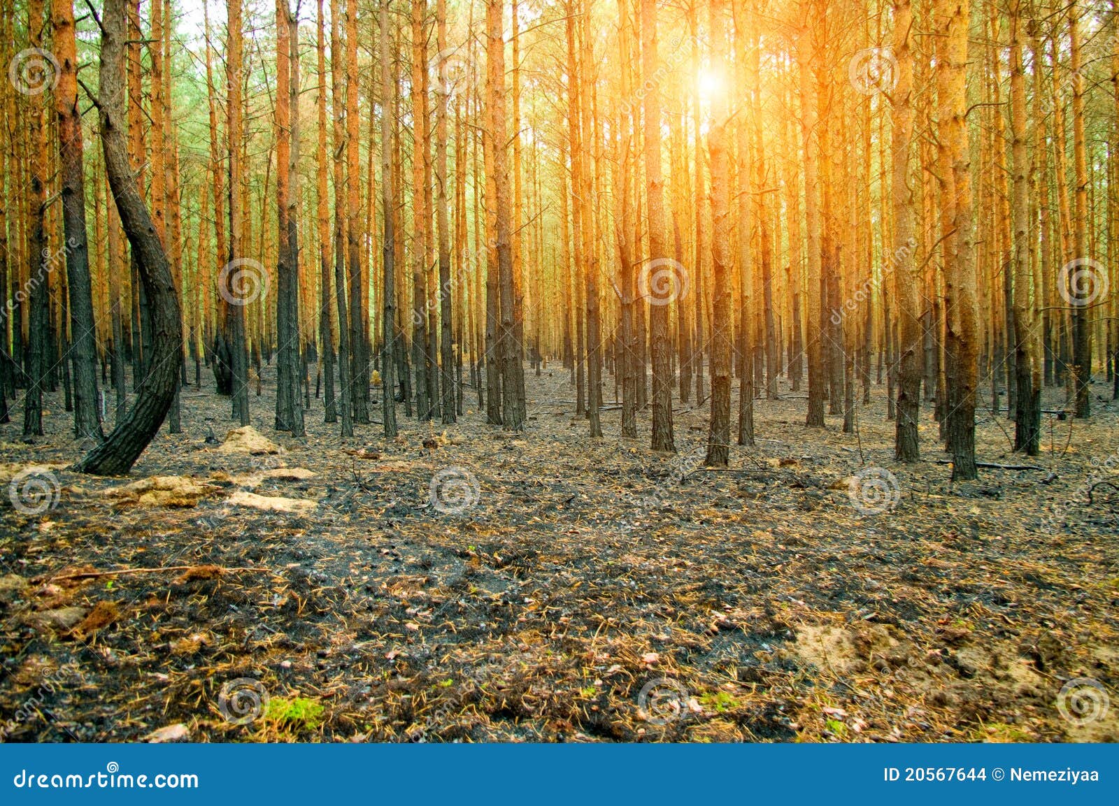 Burnt pine forest stock photo. Image of environment, danger 20567644