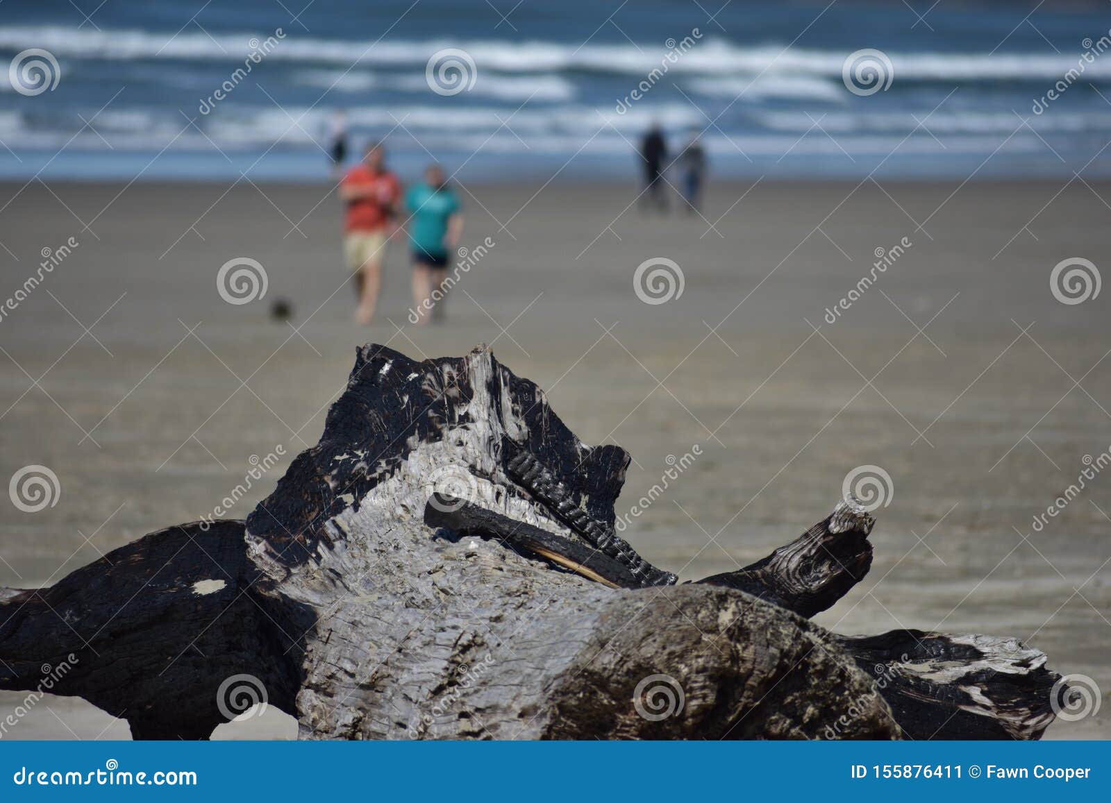burnt remains of a log on nye beach oregon