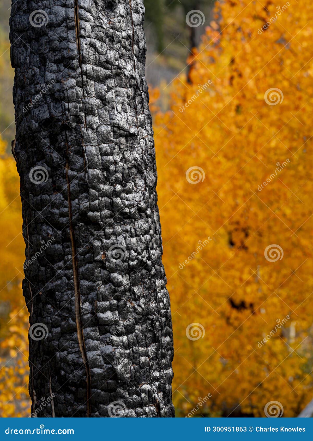 Burnt Tree with Fallcolored Aspens Stock Image Image of forest