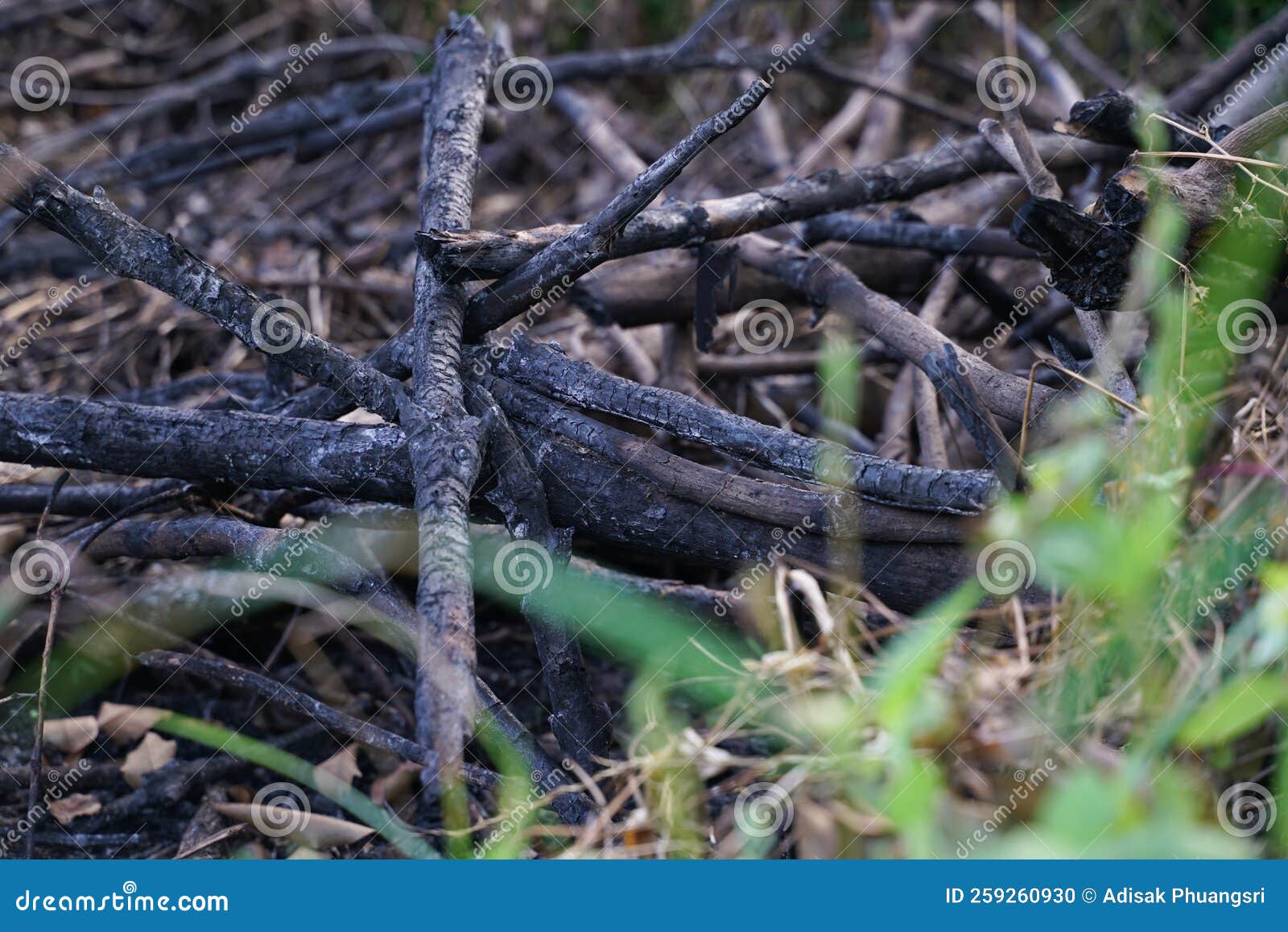 Burnt Wood and Wood Burning it Causes Forest Fires. Stock Photo Image of reptile, burning
