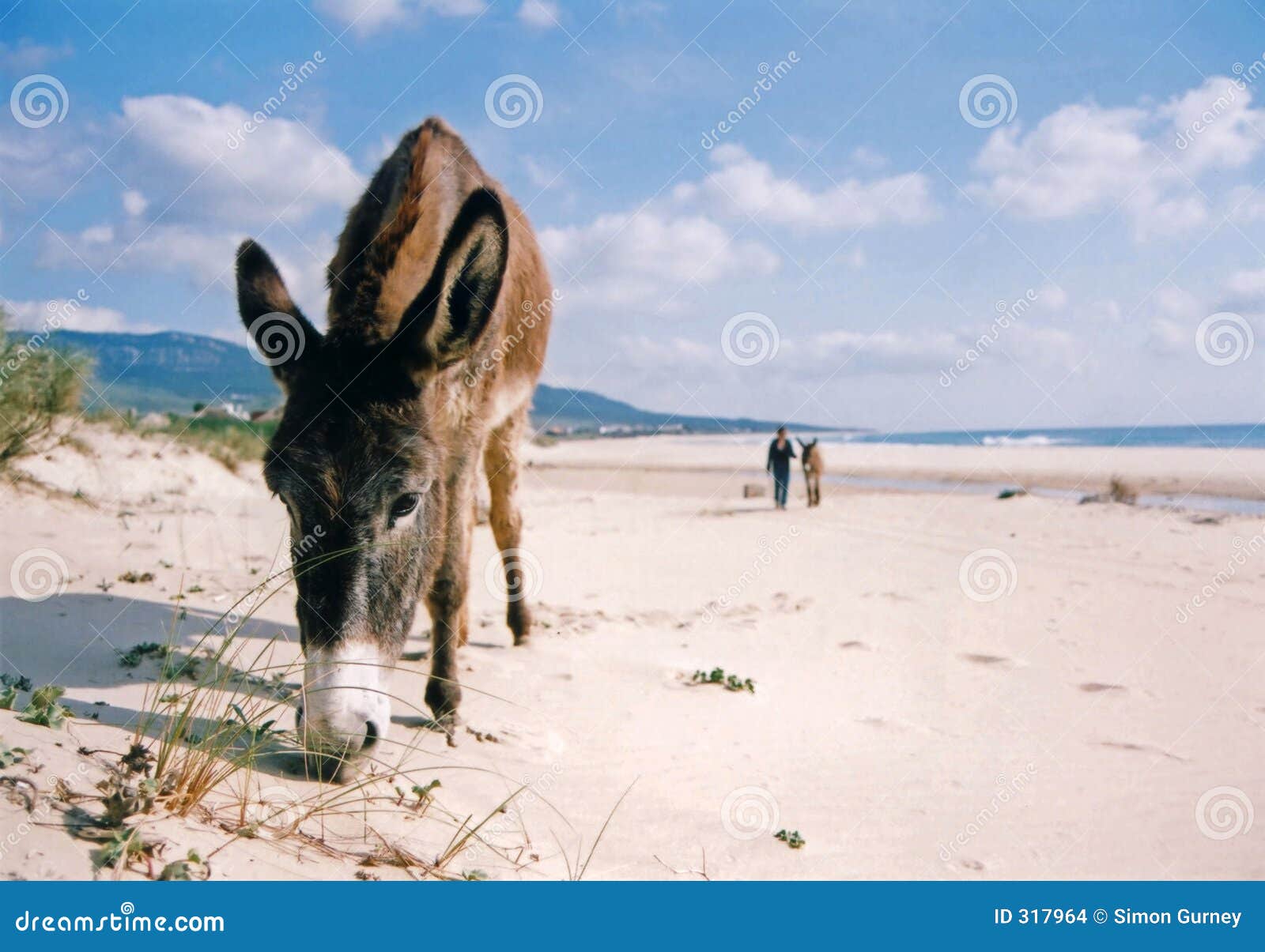 burro on the beach andalucia spain