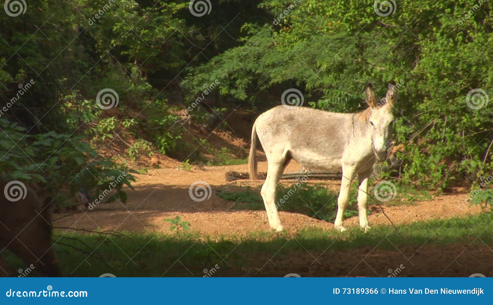 Burros follando mujeres