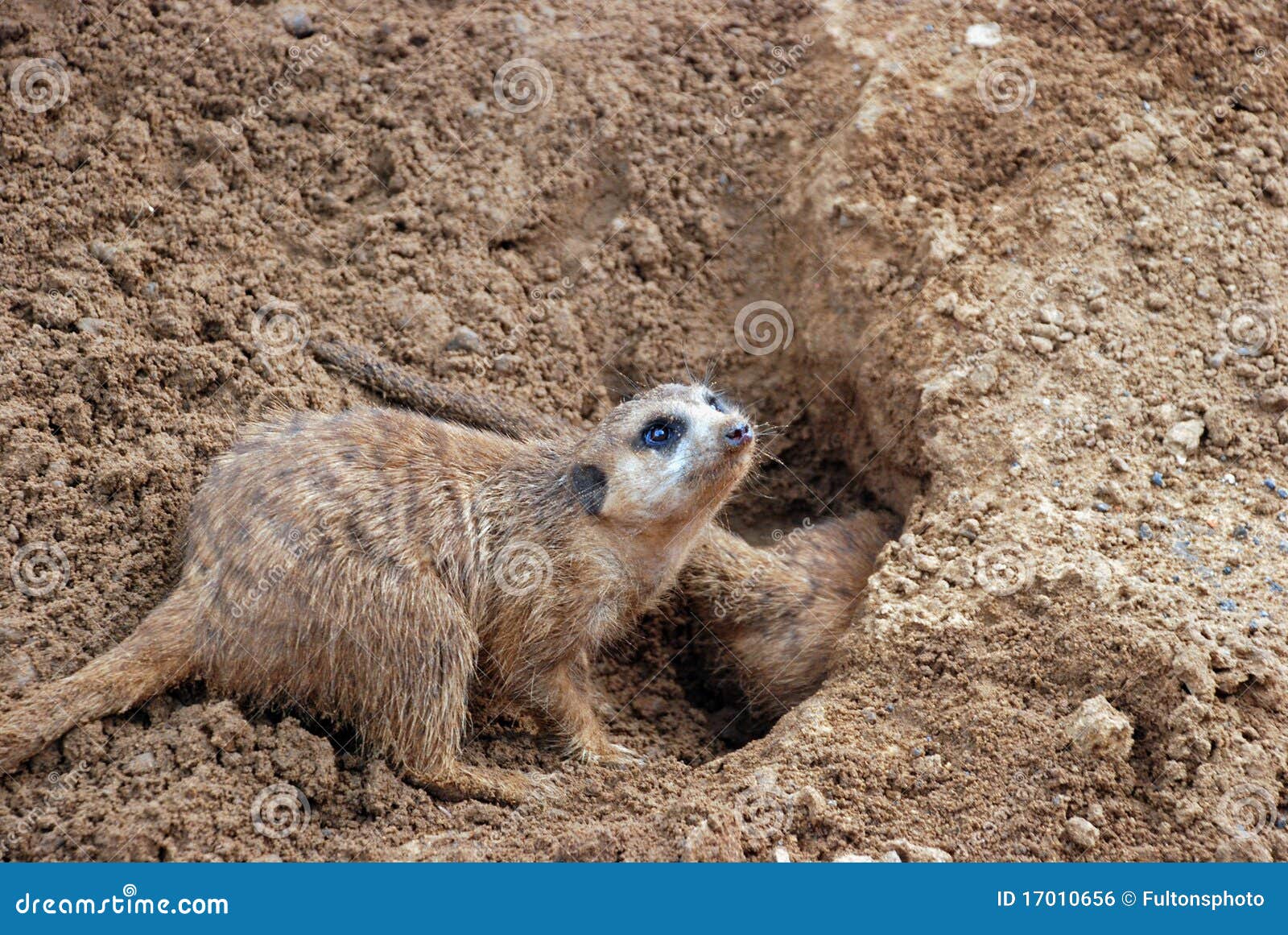 Burrowing Meerkat Mongoose stock photo. Image of africa - 17010656