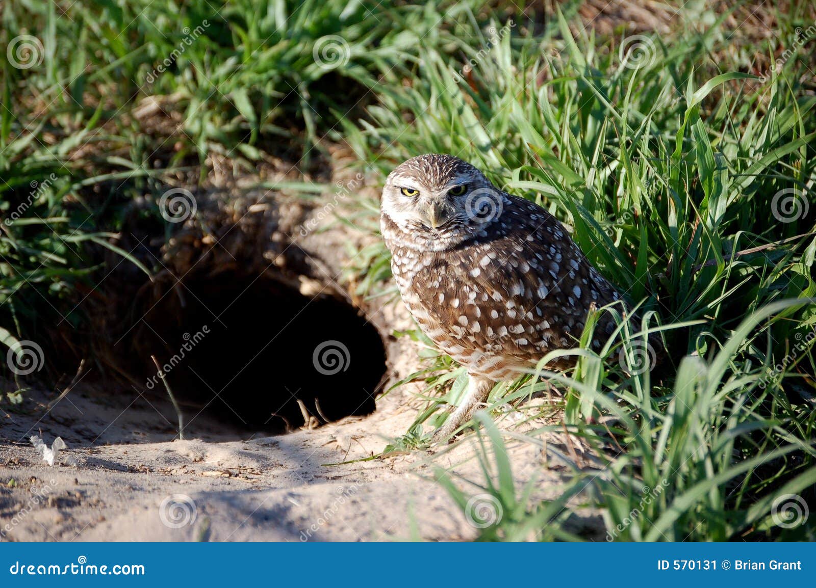 A burrowing owl guards it s underground nest in Punta Gorda Florida