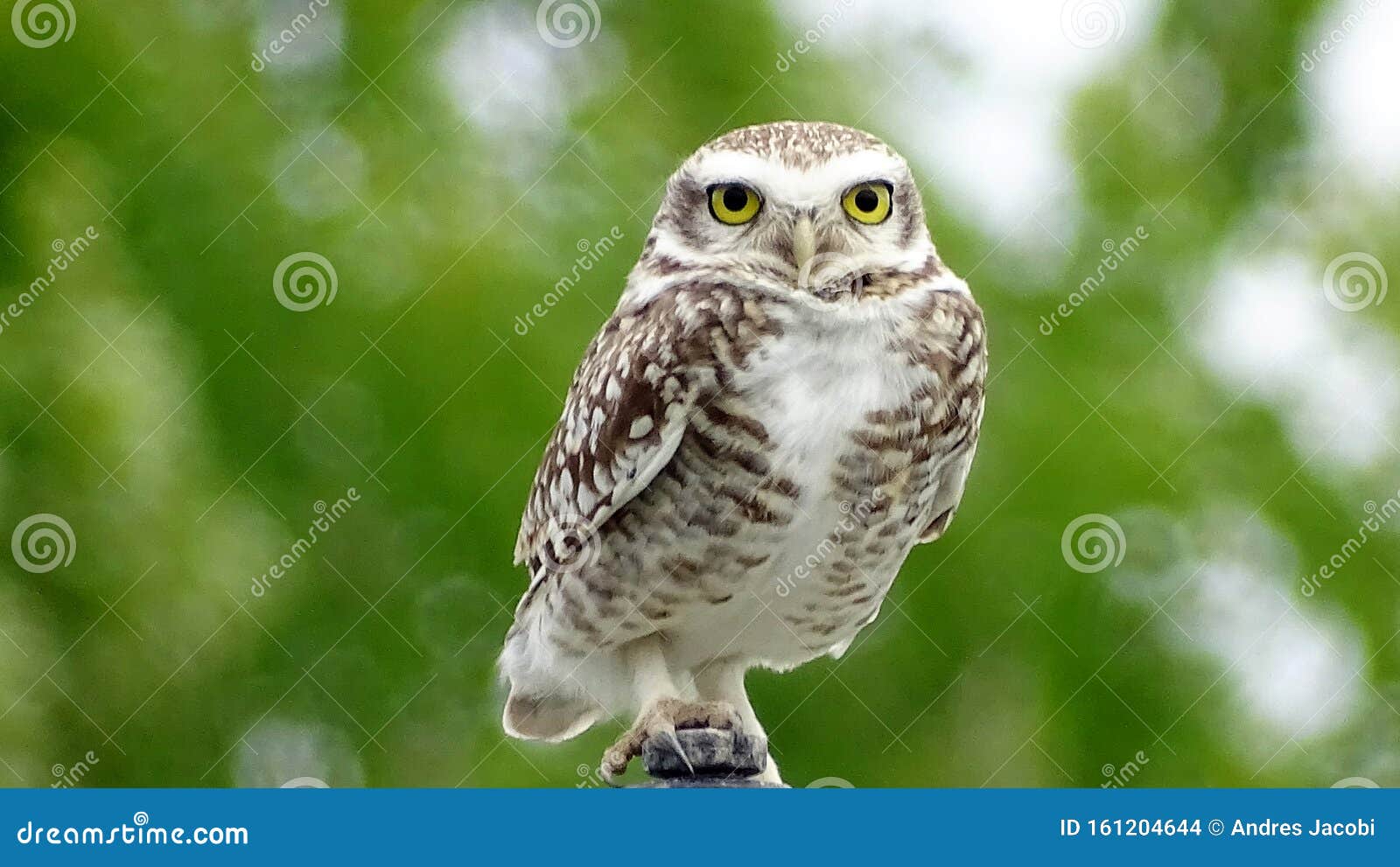 burrowing owl or `lechuza vizcachera athene cunicularia