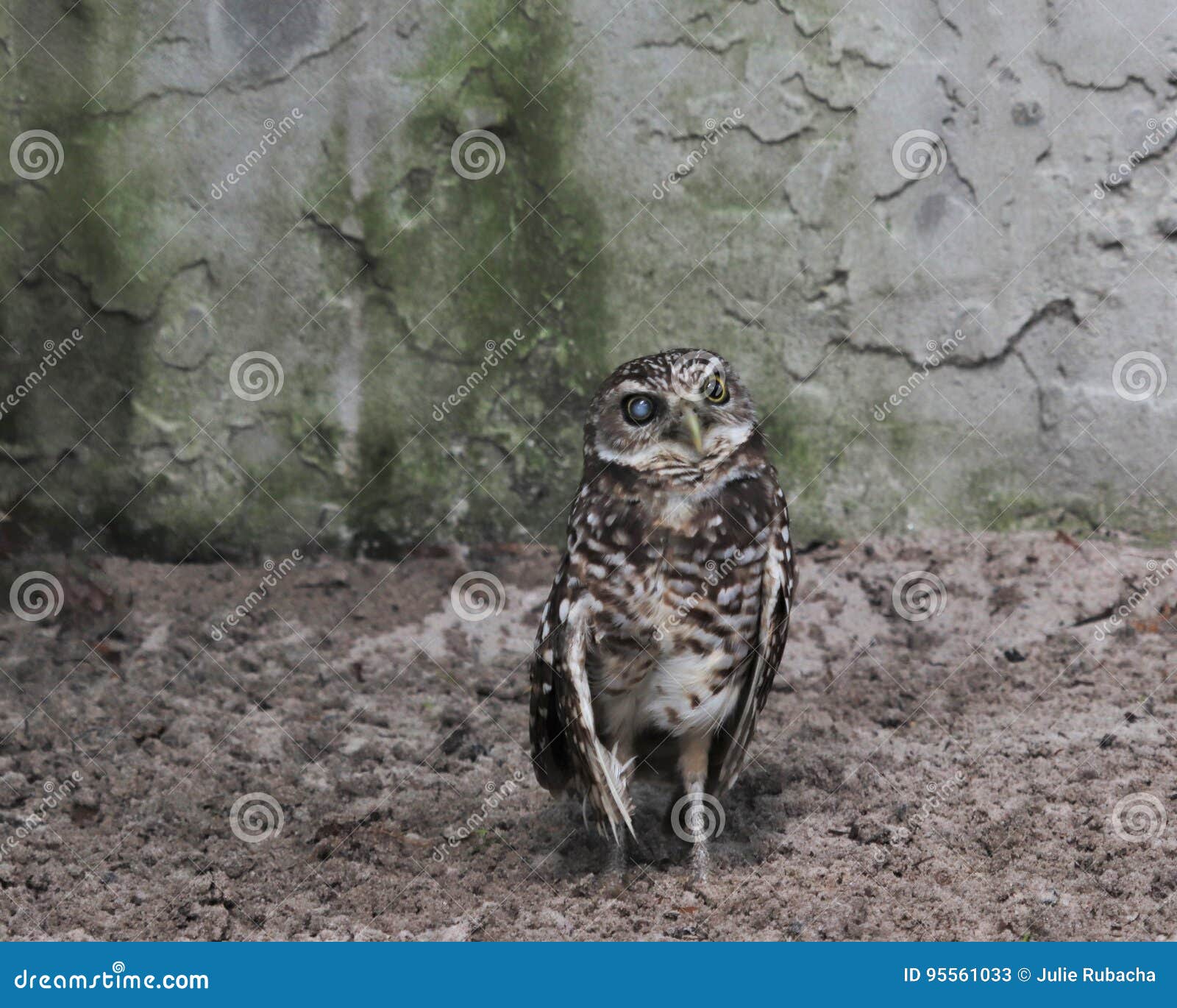 Burrowing Owl Standing By Wall Stock Image Image Of Cunicularia