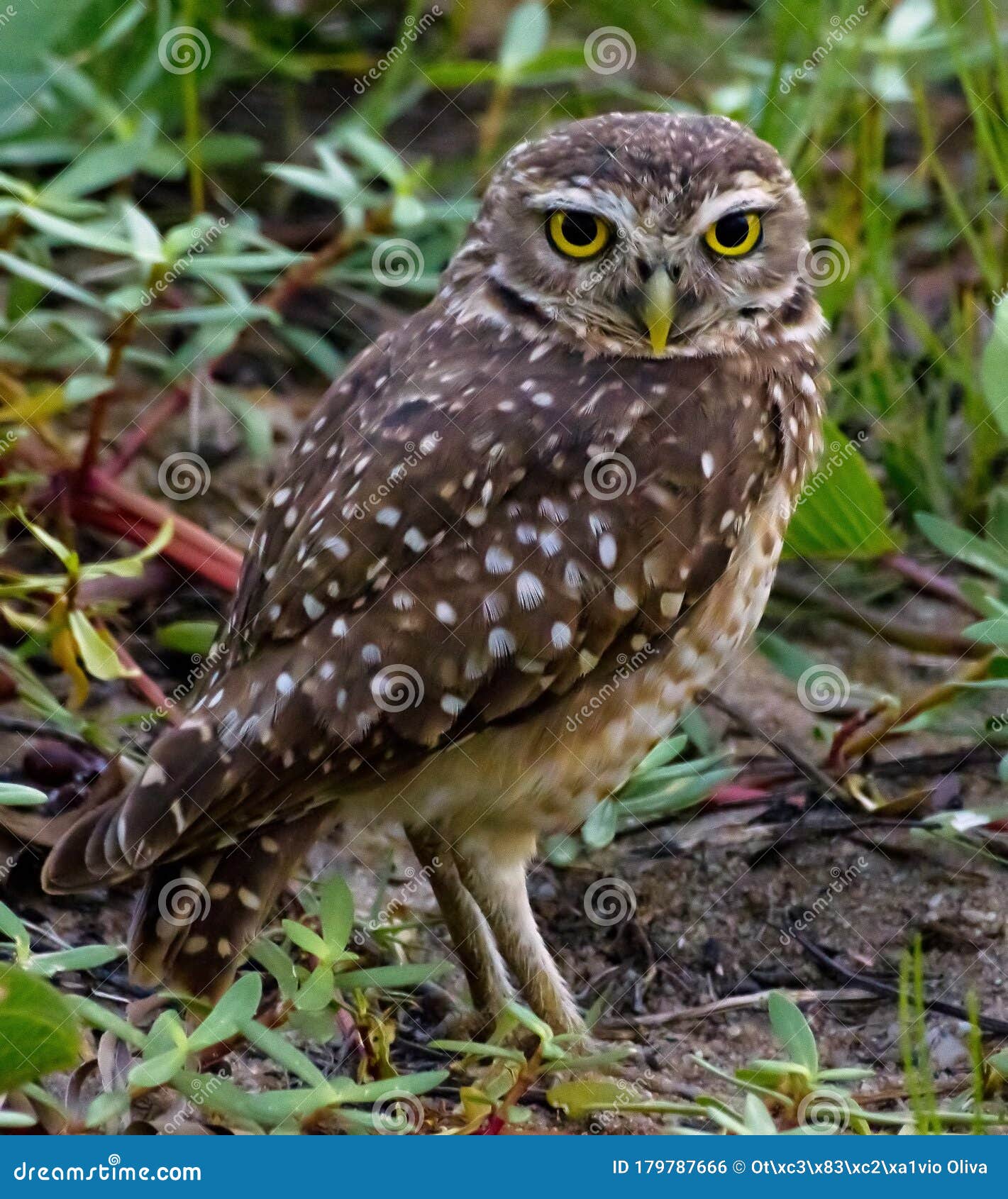 a burrowing owl, a wonderful bird of prey, before a green background.