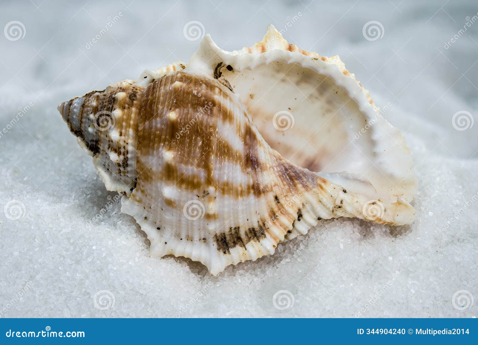 bursa spinosa seashell on white sand