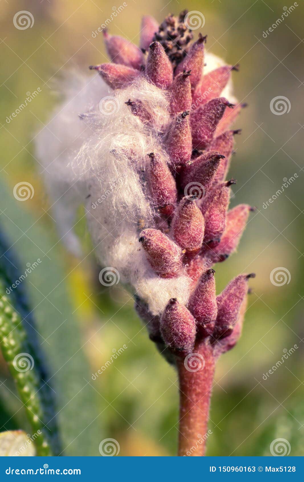 The Bursting of the Seed Box with a Feather and Seeds Stock Image Image of fruitage, capsule