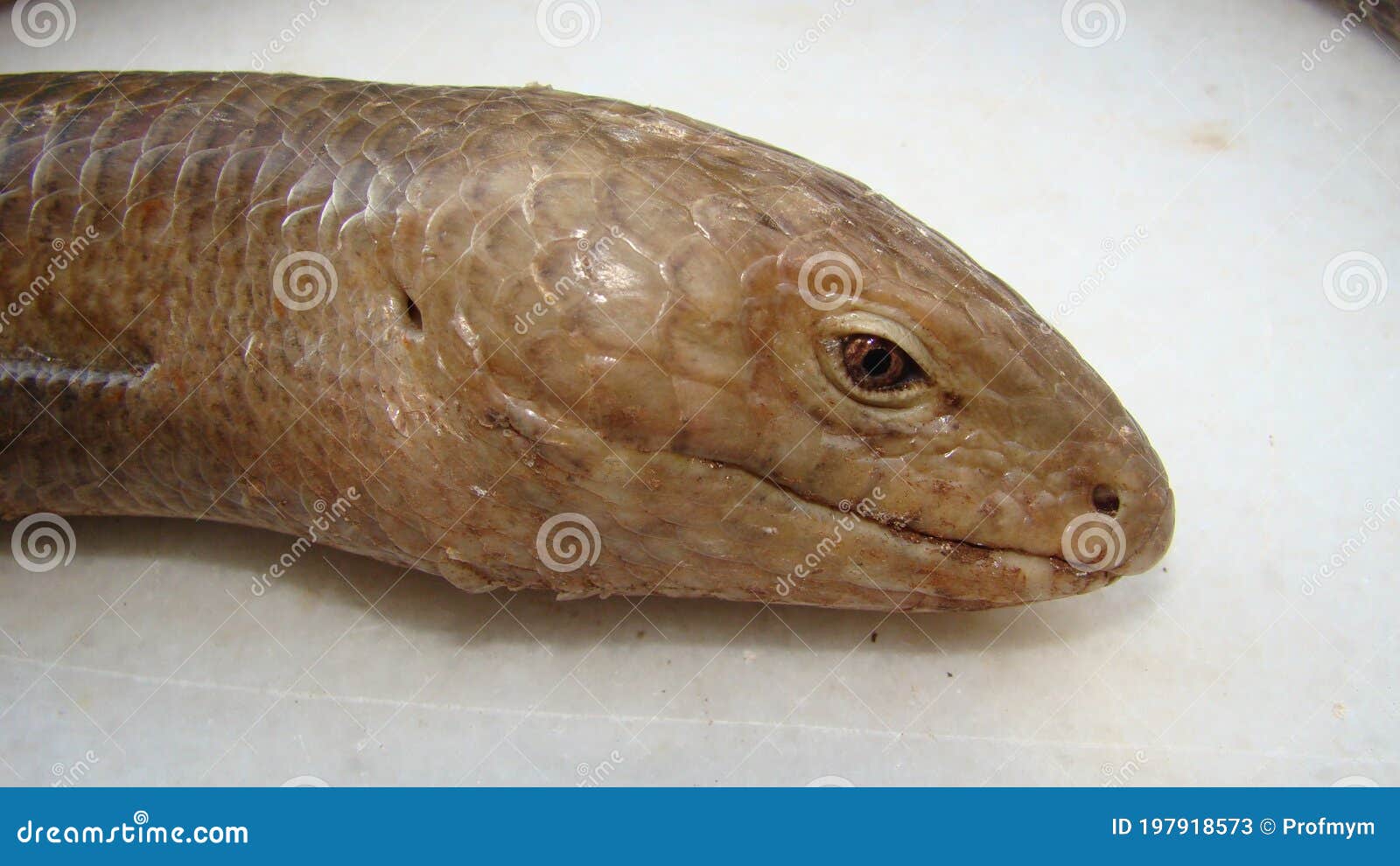 Burton`s Legless Lizard : Lialis Burtonis. Its Characteristics: Possessing Eyelids, Possessing External Ear Openings Close Up of L Stock Image - Image of background, angry: 197918573 Burton`s Legless Lizard : Lialis Burtonis. Its Characteristics: Possessing Eyelids, Possessing External Ear Openings Close Up of L Stock Image - Image of background, angry: 197918573