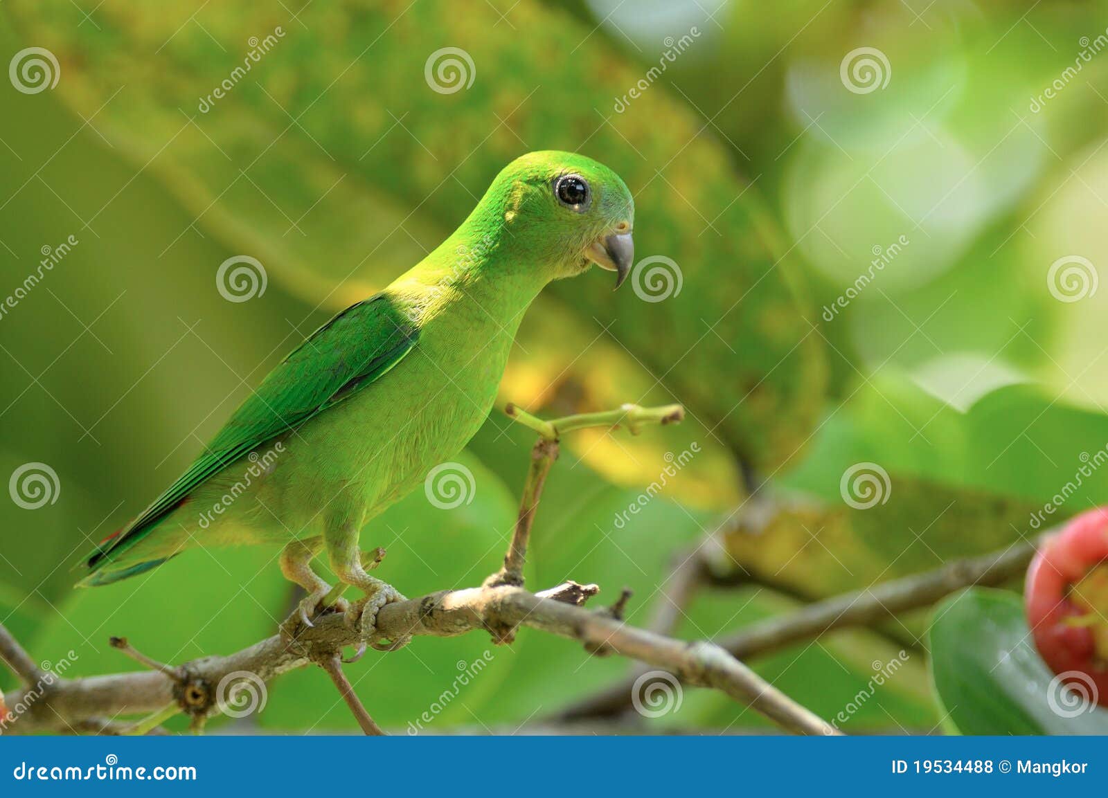 Burung Serindit Royalty Free Stock Photos Image 19534488 Burung Serindit Royalty Free Stock Photos Image 19534488