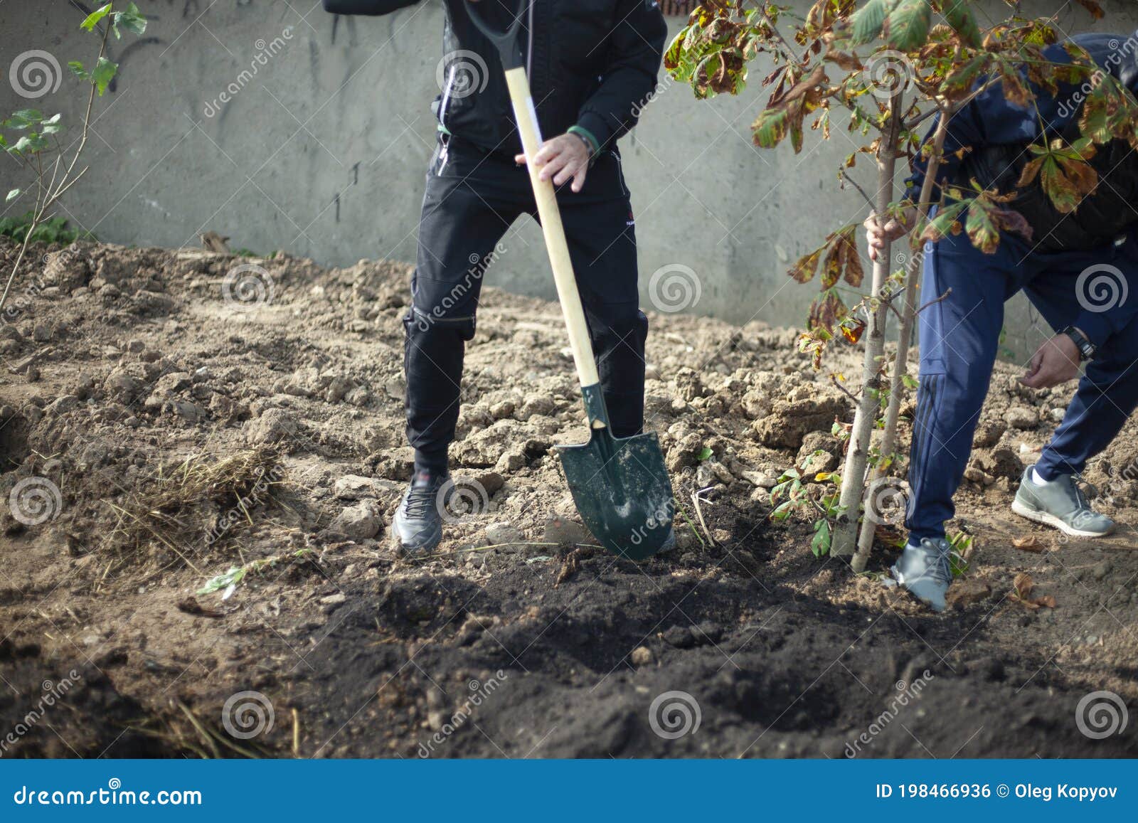 Burying the Seedling into the Ground. Planting Plants in the Park Stock ...