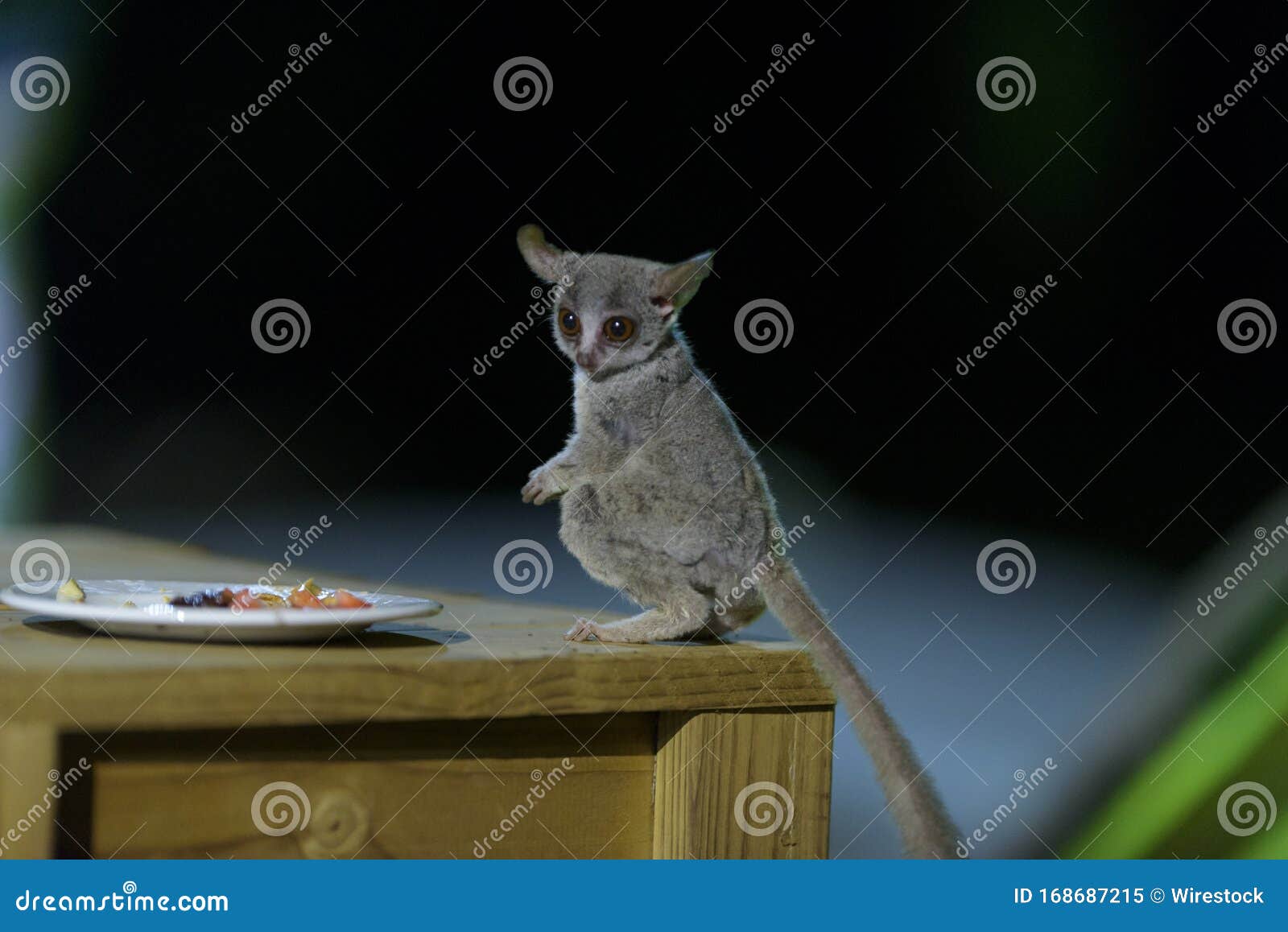 Bush Baby Eating From A Plate Stock Image - Image of ...