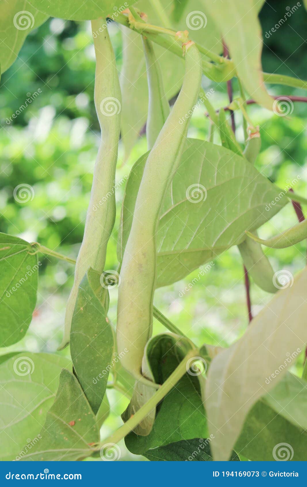 Bush Beans Growing in a Container Stock Image Image of green, garden